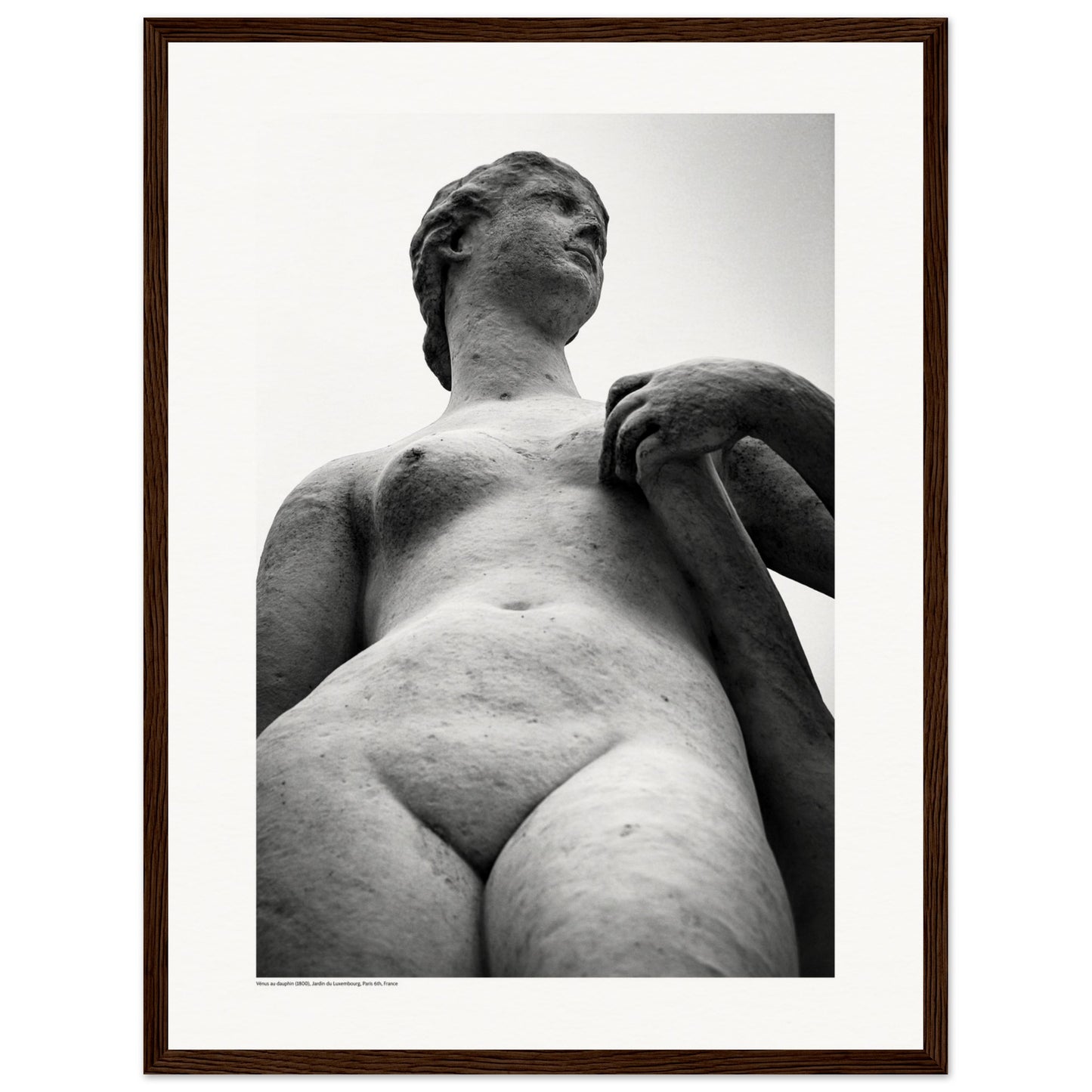 Vénus au dauphin