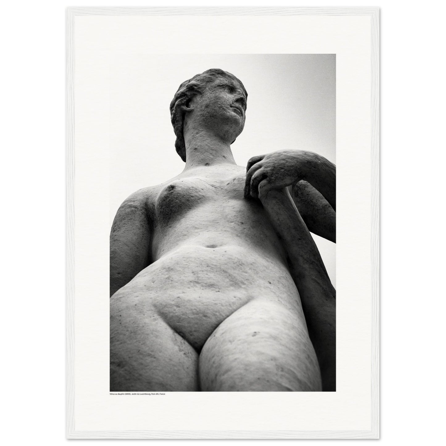 Vénus au dauphin