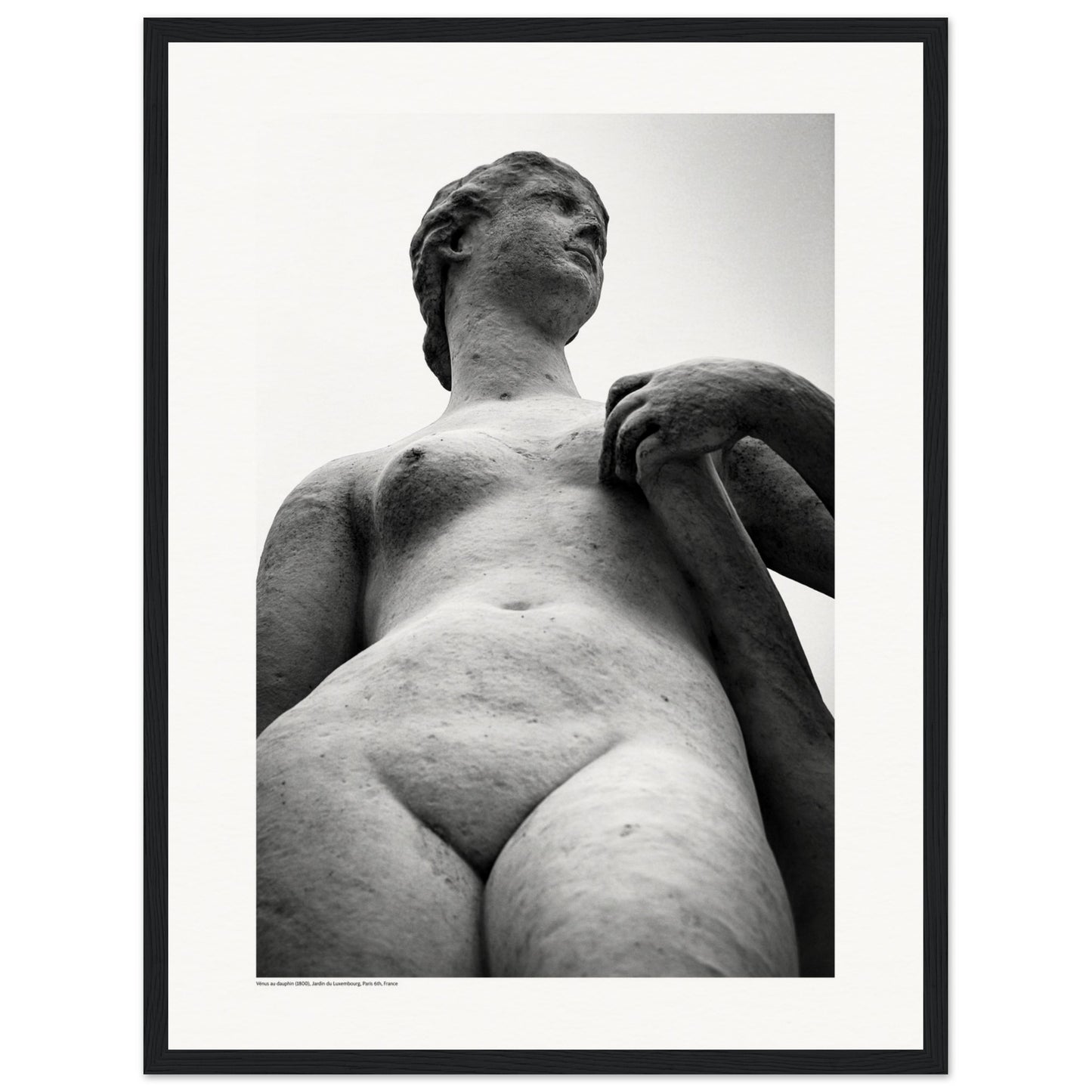 Vénus au dauphin