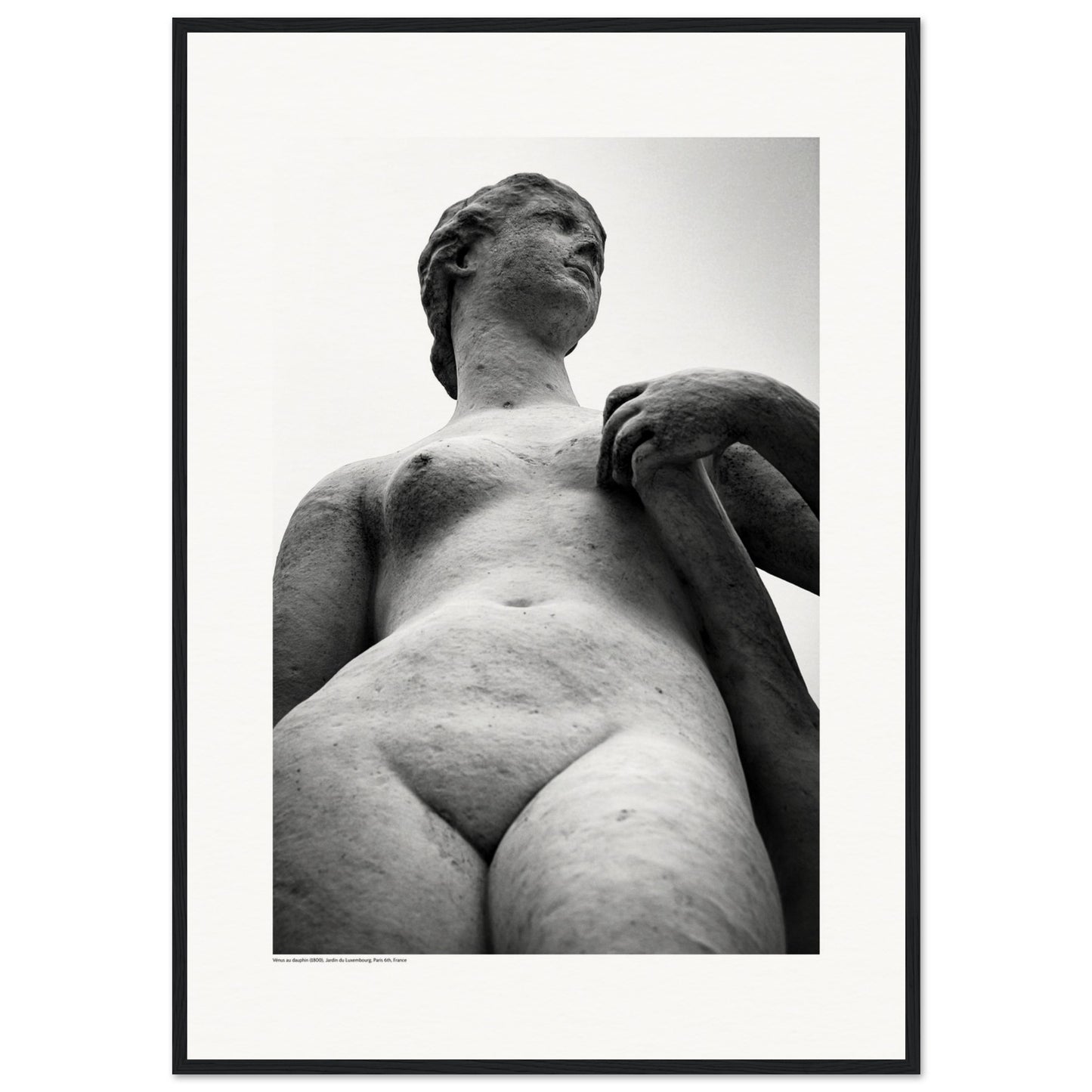 Vénus au dauphin