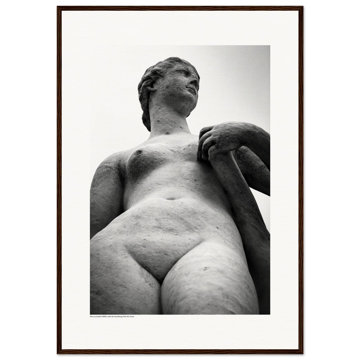 Vénus au dauphin